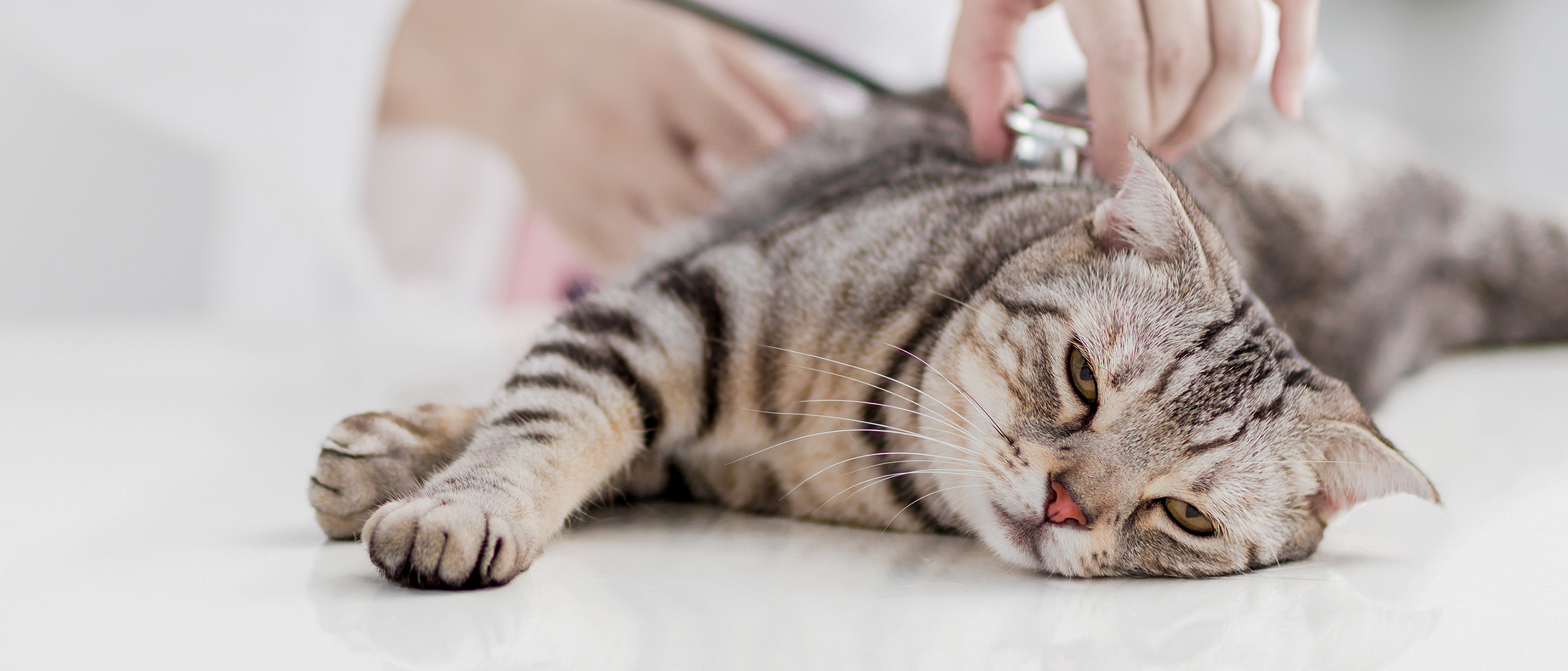Giardiasis gatos sintomas Giardia gatos medicamento - Tratamiento de giardia gatos