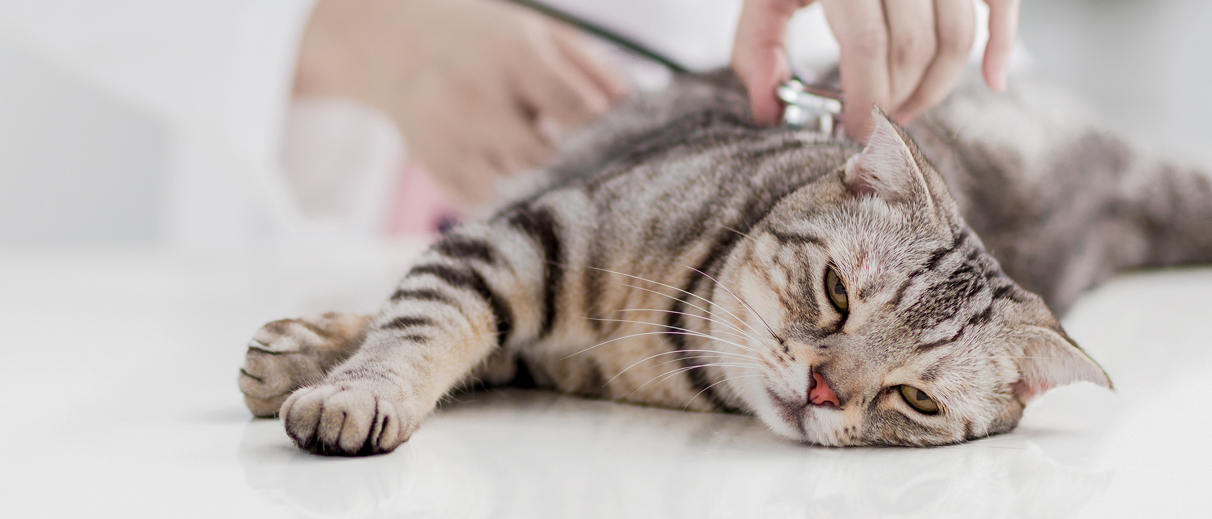 Giardia verme cachorro, Giárdia em cães e gatos a féregtabletta nem segített