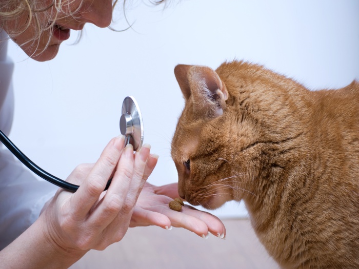 O que e giardia em gatos, Giardia sintomas gatos