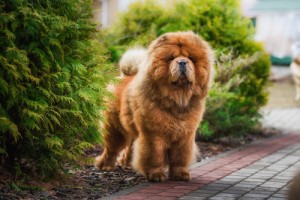 chow-chow