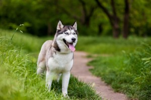 husky-siberiano