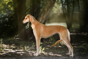 saluki