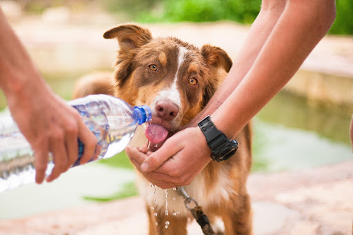 Calor perigoso para caes