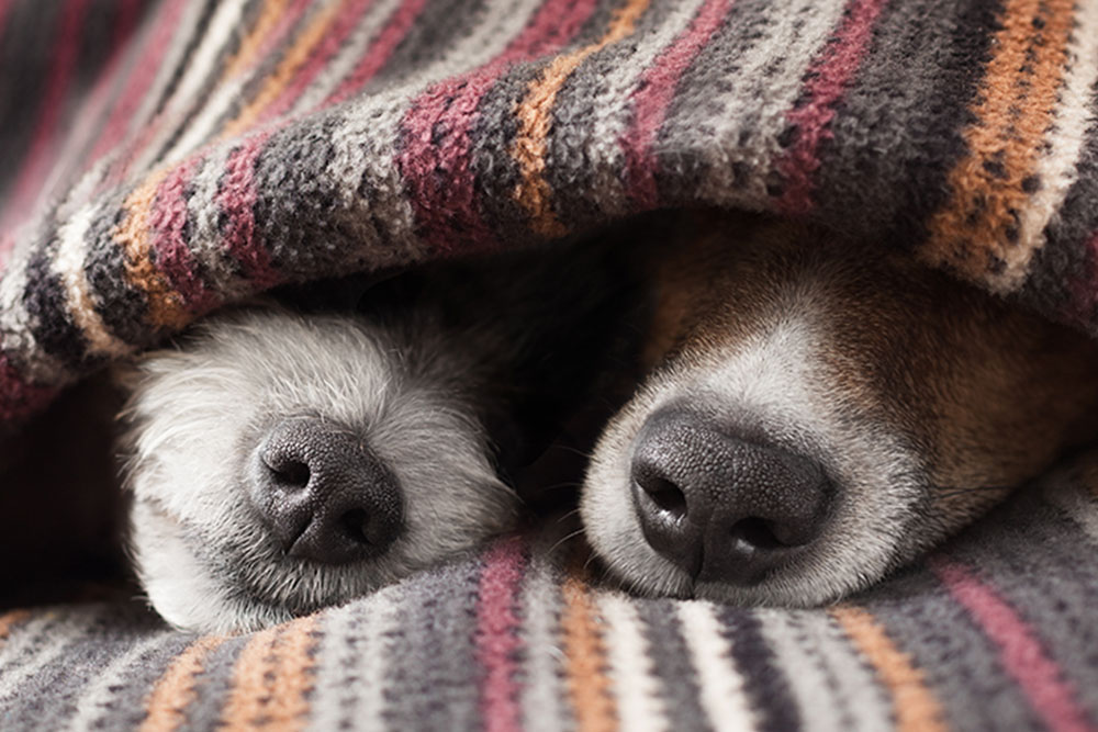 Animais de estimacão do inverno