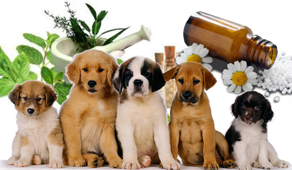 homeopatia animal