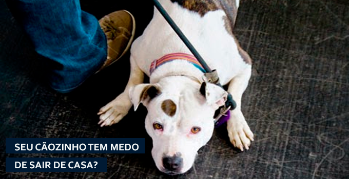 cachorro-com-medo-de-sair-de-casa