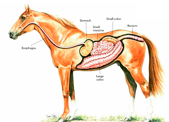 colica-em-cavalo