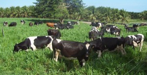 vacas-no-pasto-mundo-do-leite
