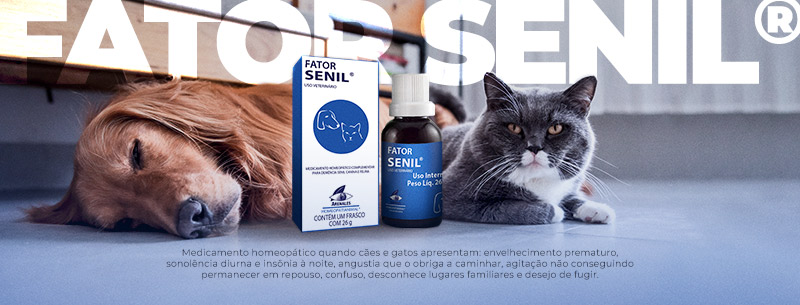 depressão em cães