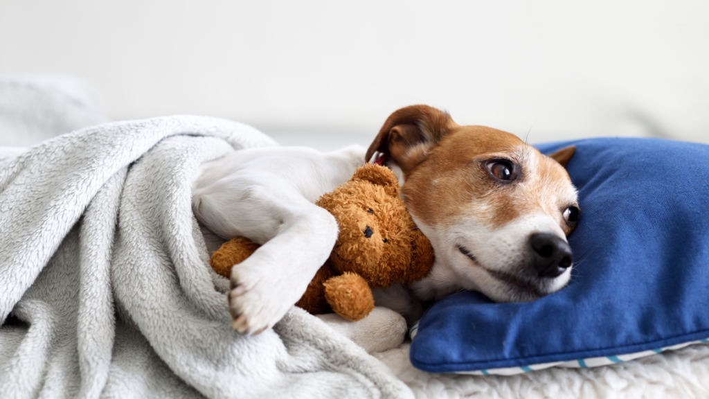 Comportamento canino - Por que alguns cães dormem de olhos abertos?