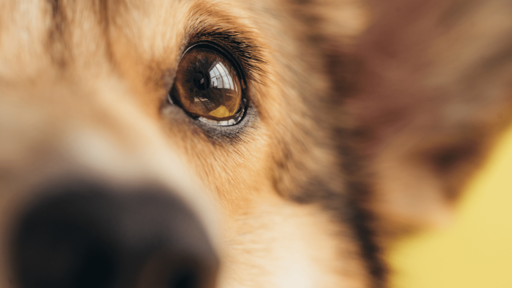 Doenças oculares em cães e pets
