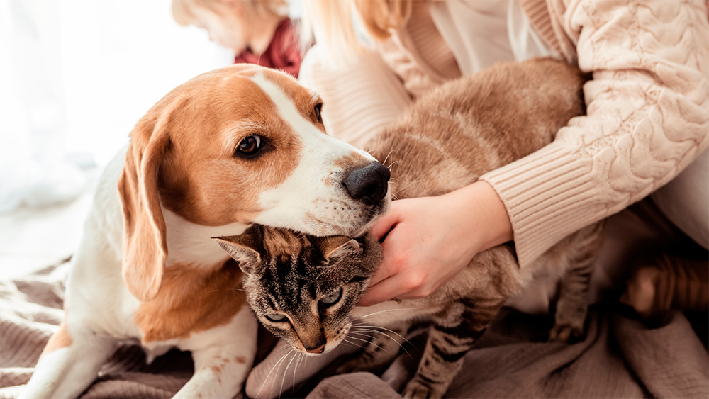 cuidados com os pets no inverno