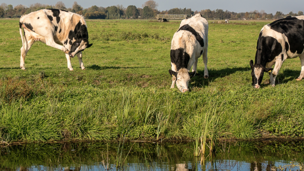 Tendências e inovações na indústria de produção animal