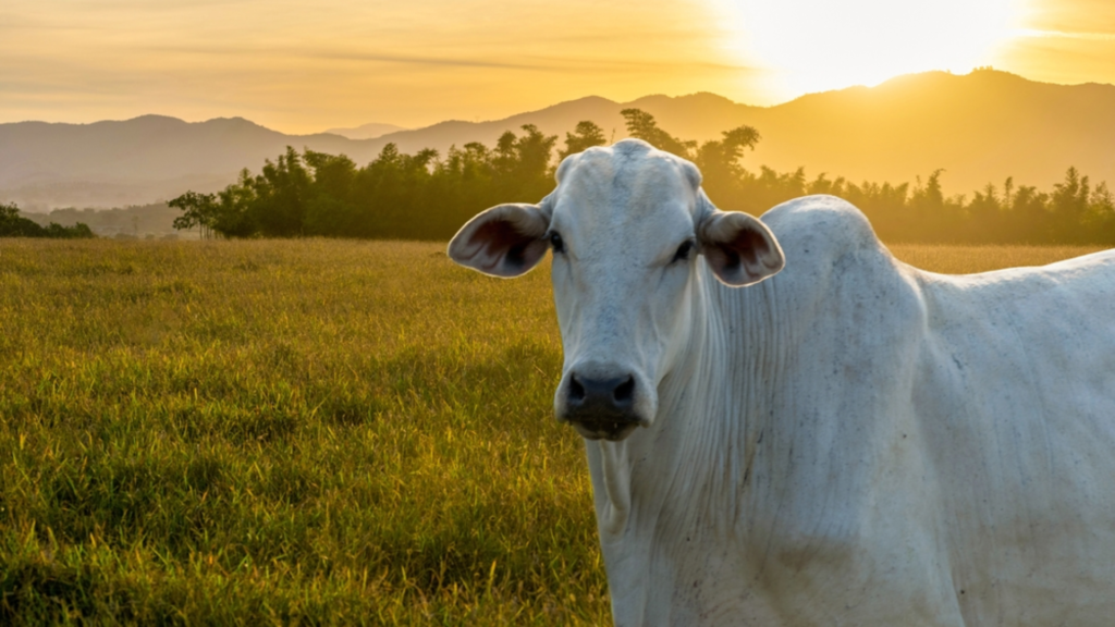 Sistemas de criação alternativos para animais de produção