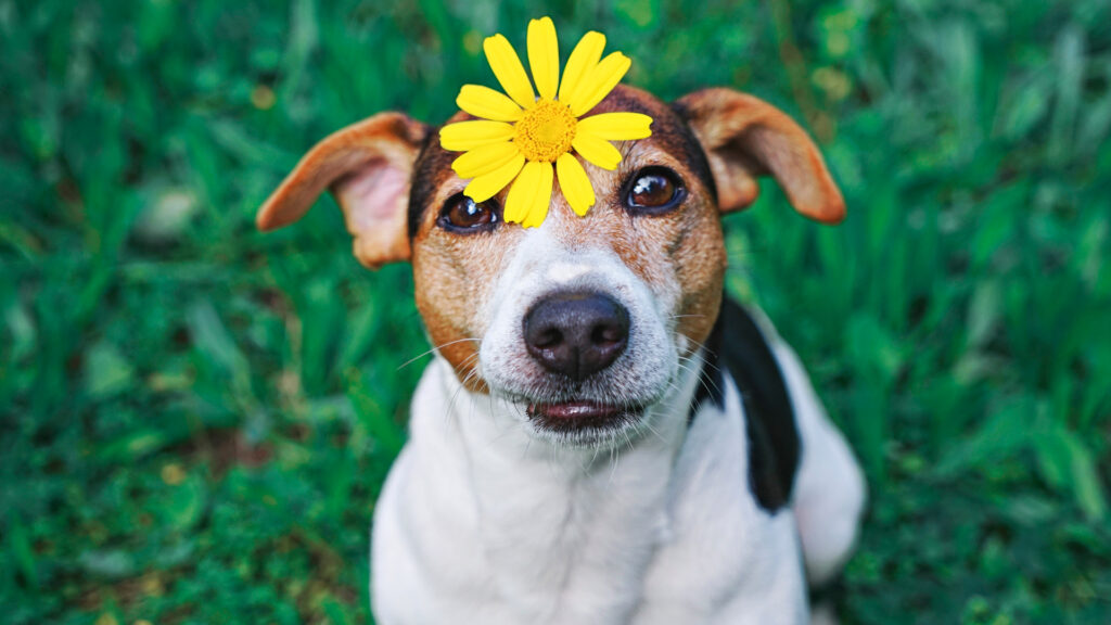 Chegada da Primavera: Cuidados que você deve tomar com seu pet