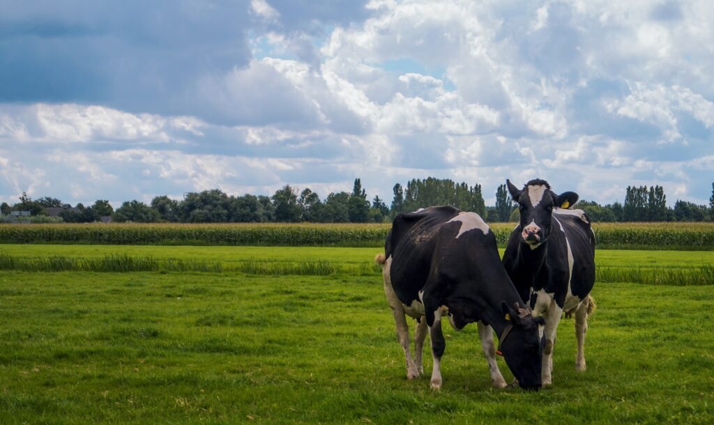 Fator M&P Pó®: Número um na luta contra a mastite bovina